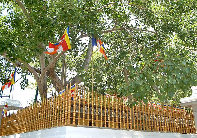 Sri Maha Bodhi